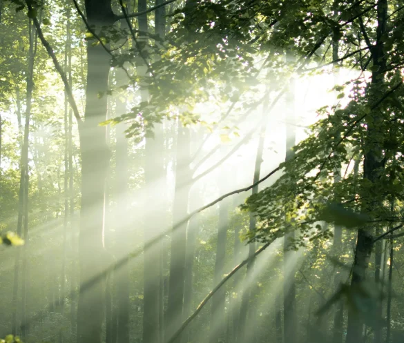 niklas-bischop-Rq0DKUlogmo-unsplash Soft sunrays filtering through green tree leaves in a misty forest